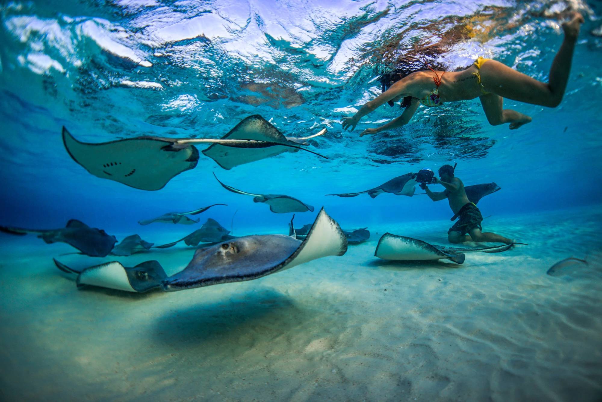 Stingray City: What Travel Advisors Need to Know Before They Sell It.